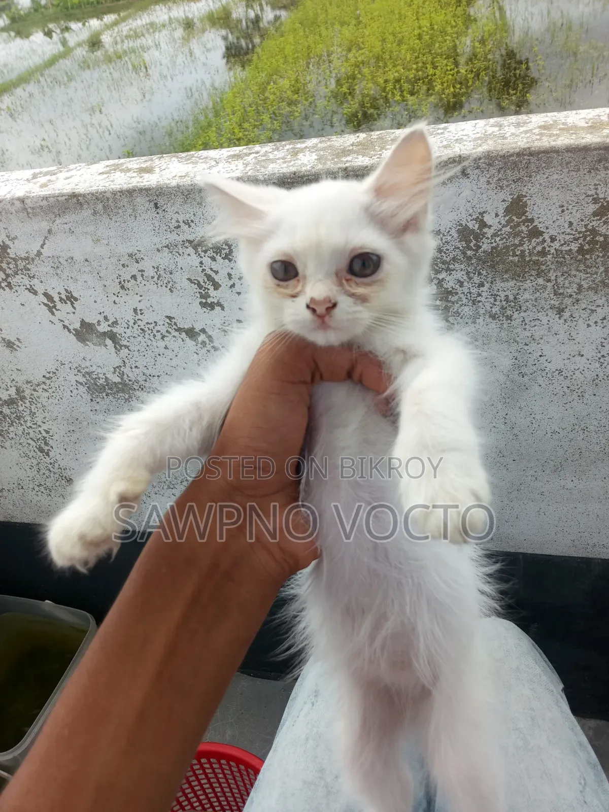 1-3 Months Male Purebred Persian