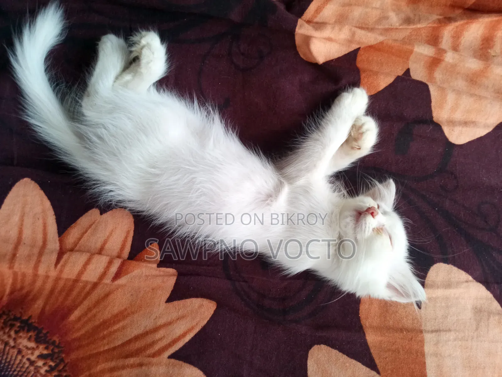 1-3 Months Male Purebred Persian