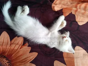 1-3 Months Male Purebred Persian