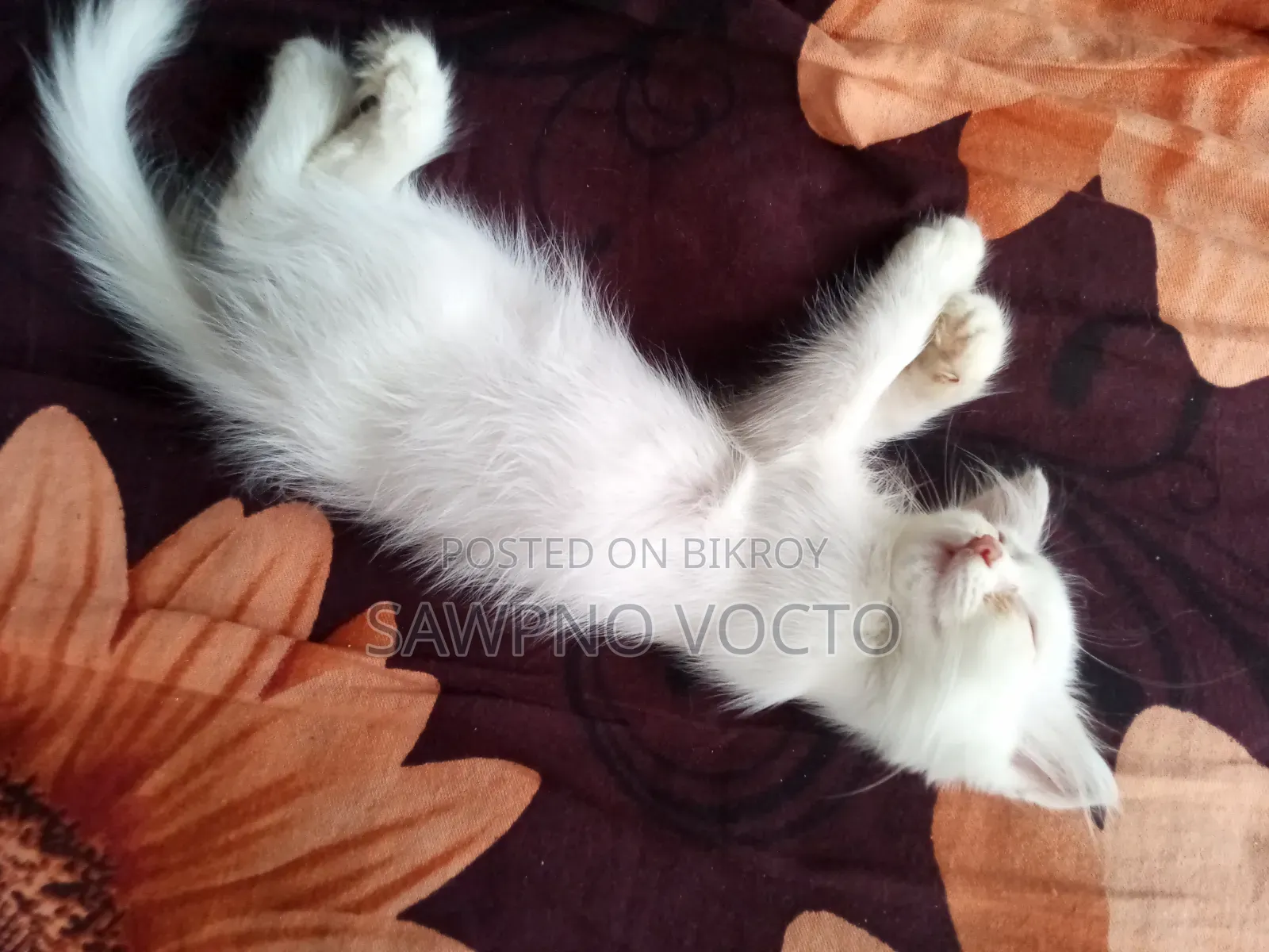 1-3 Months Male Purebred Persian
