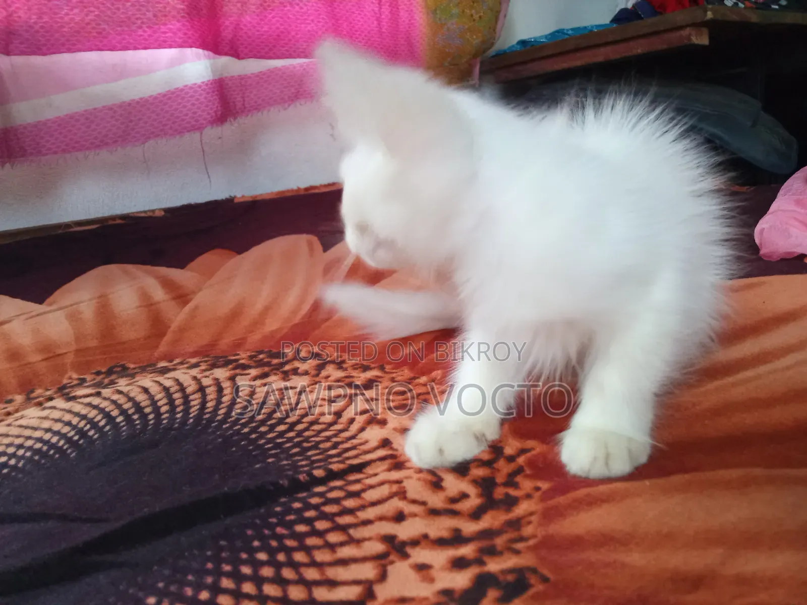 1-3 Months Male Purebred Persian