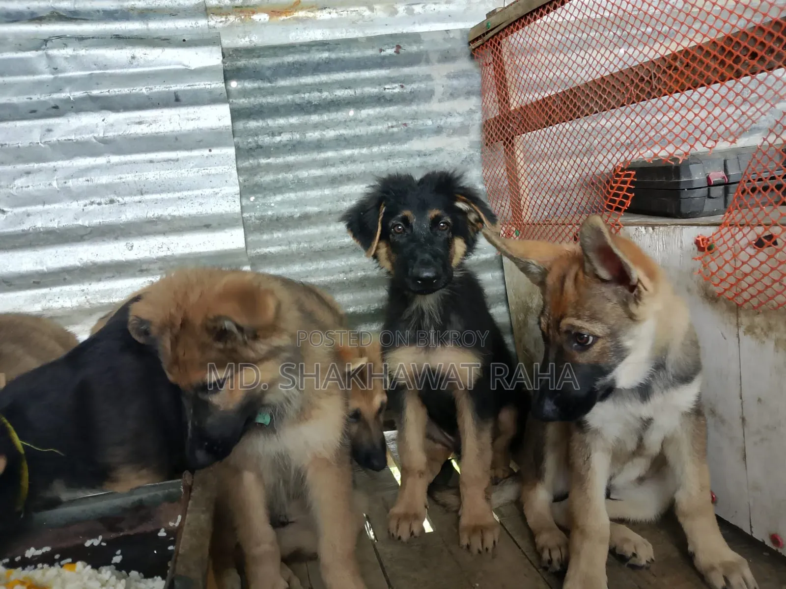 ১-৩ মাস বয়সী পুরুষ পিওরব্রেড জার্মান শেফার্ড