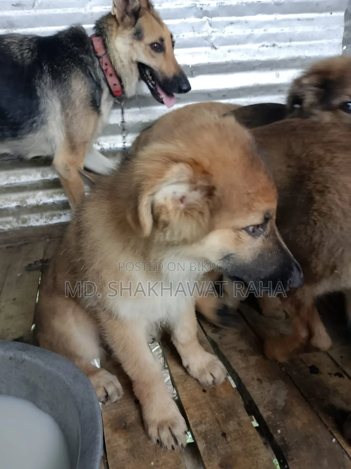 ১-৩ মাস বয়সী পুরুষ পিওরব্রেড জার্মান শেফার্ড