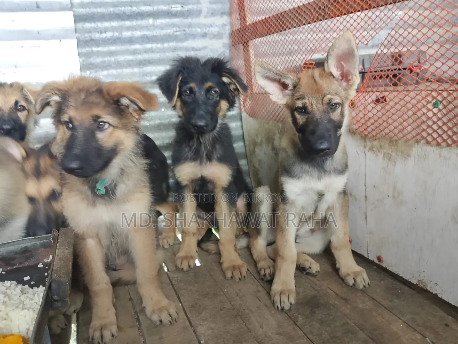 ১-৩ মাস বয়সী পুরুষ পিওরব্রেড জার্মান শেফার্ড