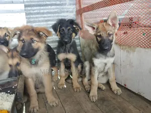 ১-৩ মাস বয়সী পুরুষ পিওরব্রেড জার্মান শেফার্ড