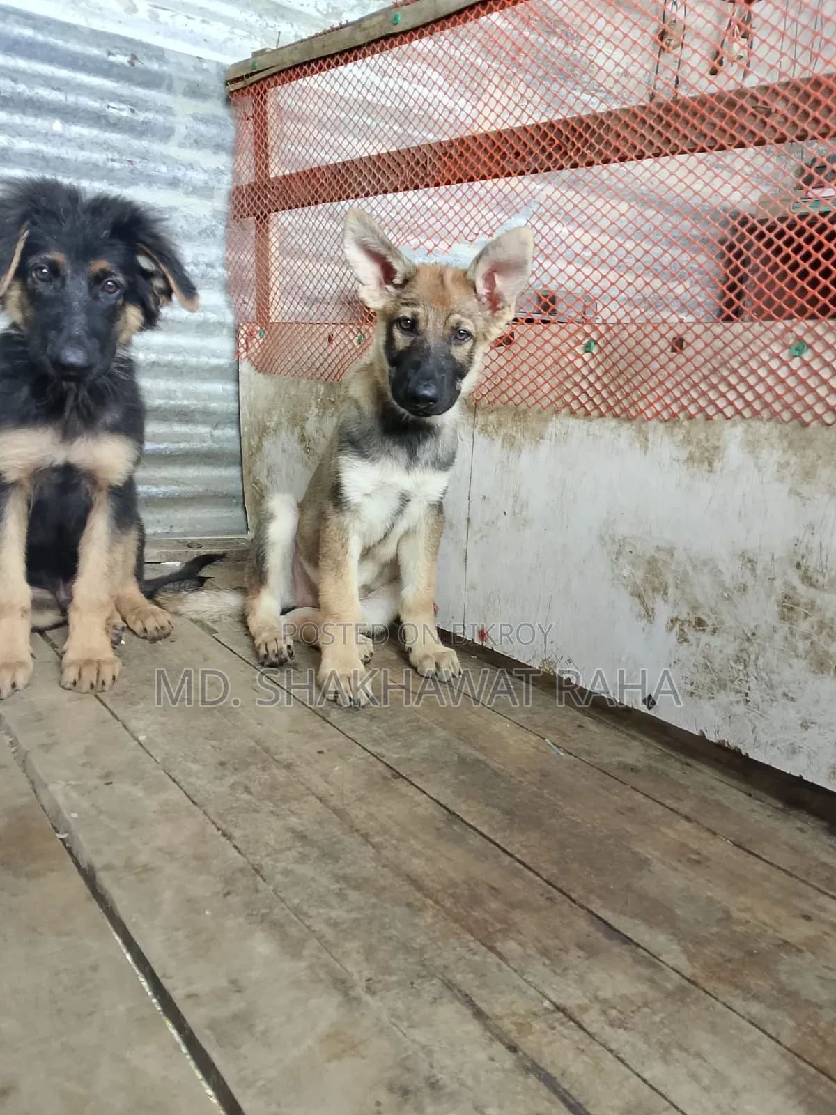 ১-৩ মাস বয়সী পুরুষ পিওরব্রেড জার্মান শেফার্ড