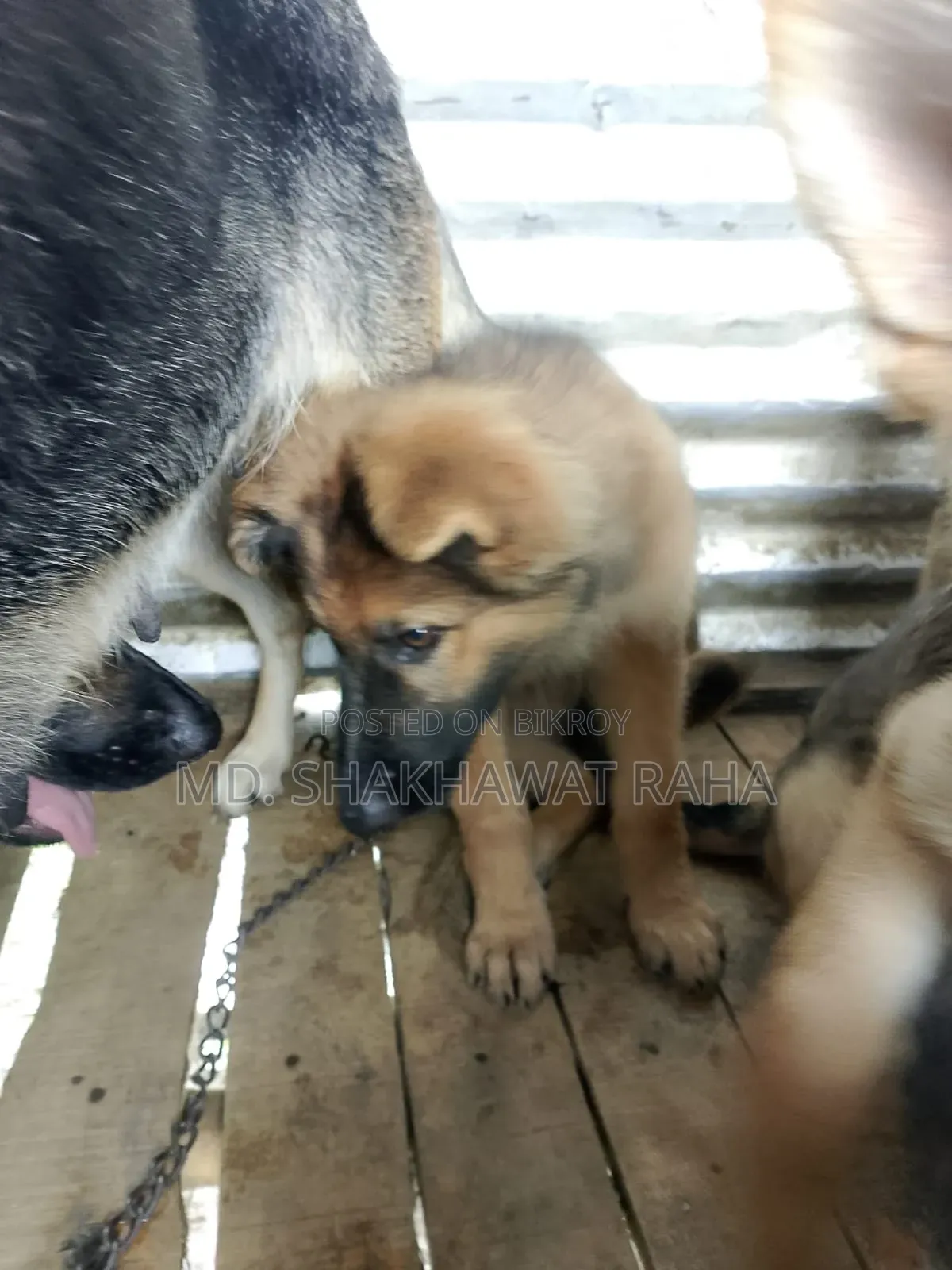 ১-৩ মাস বয়সী পুরুষ পিওরব্রেড জার্মান শেফার্ড