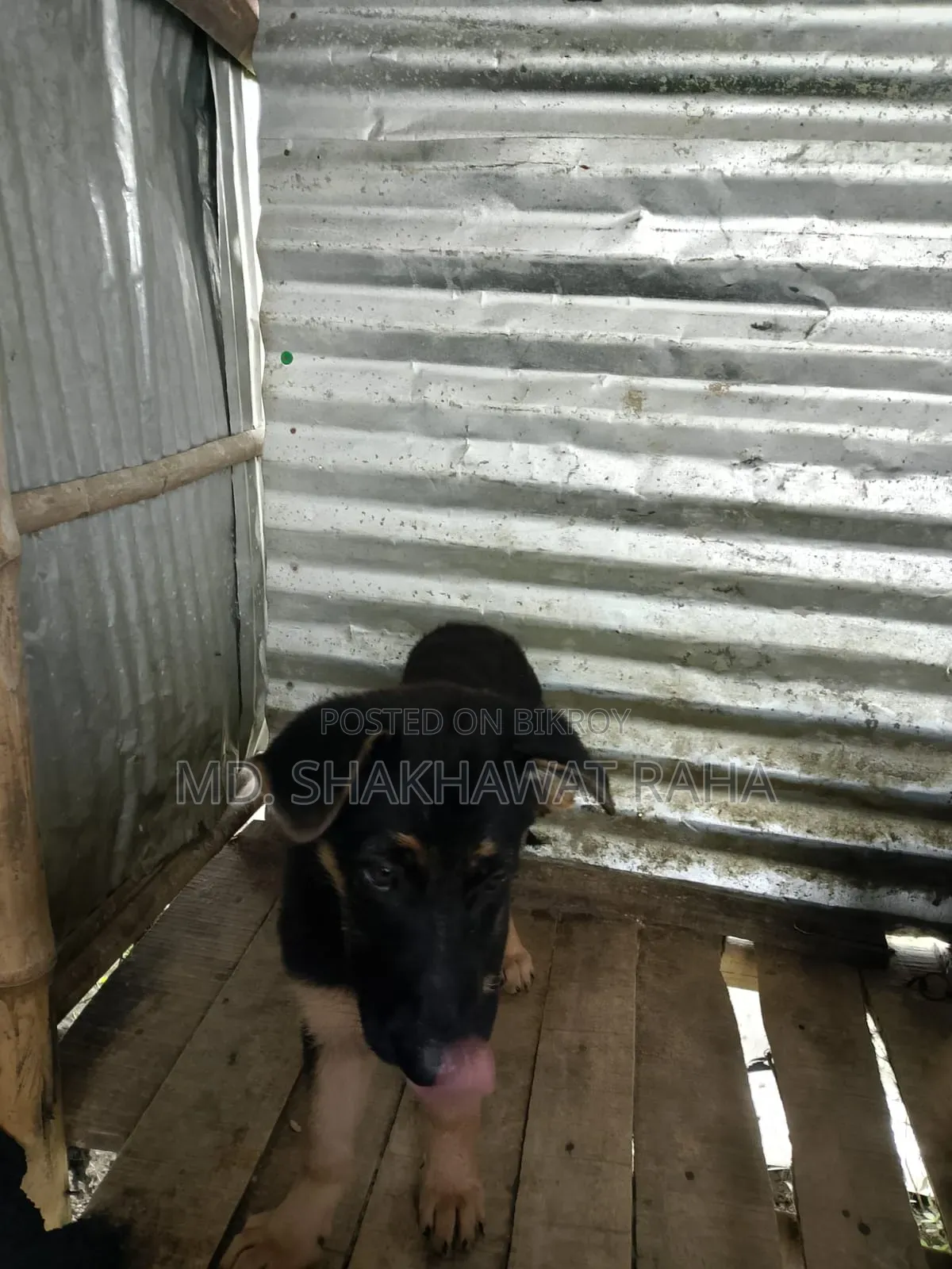 ১-৩ মাস বয়সী পুরুষ পিওরব্রেড জার্মান শেফার্ড