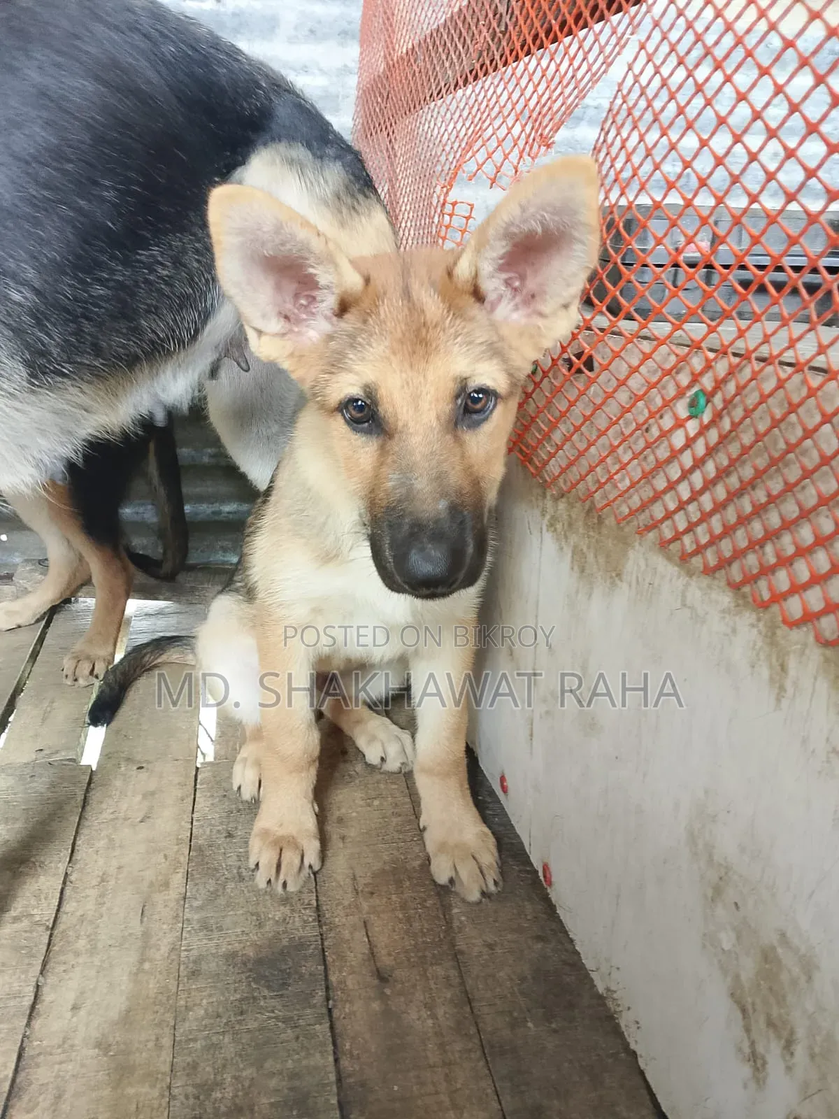 ১-৩ মাস বয়সী পুরুষ পিওরব্রেড জার্মান শেফার্ড