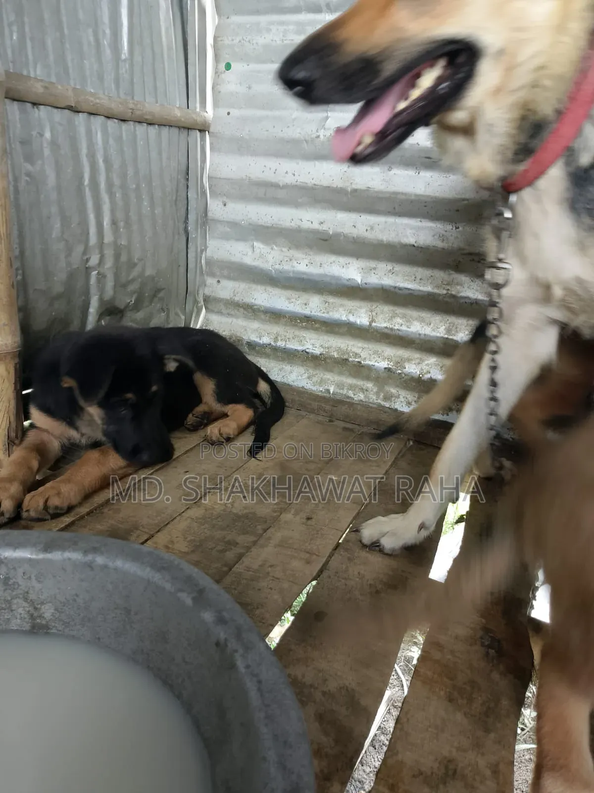 ১-৩ মাস বয়সী পুরুষ পিওরব্রেড জার্মান শেফার্ড