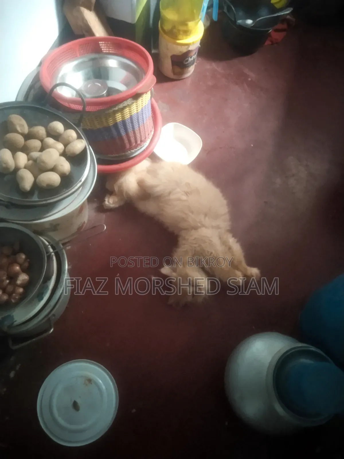 ৬-১২ মাস মাদি খাঁটি পার্সিয়ান