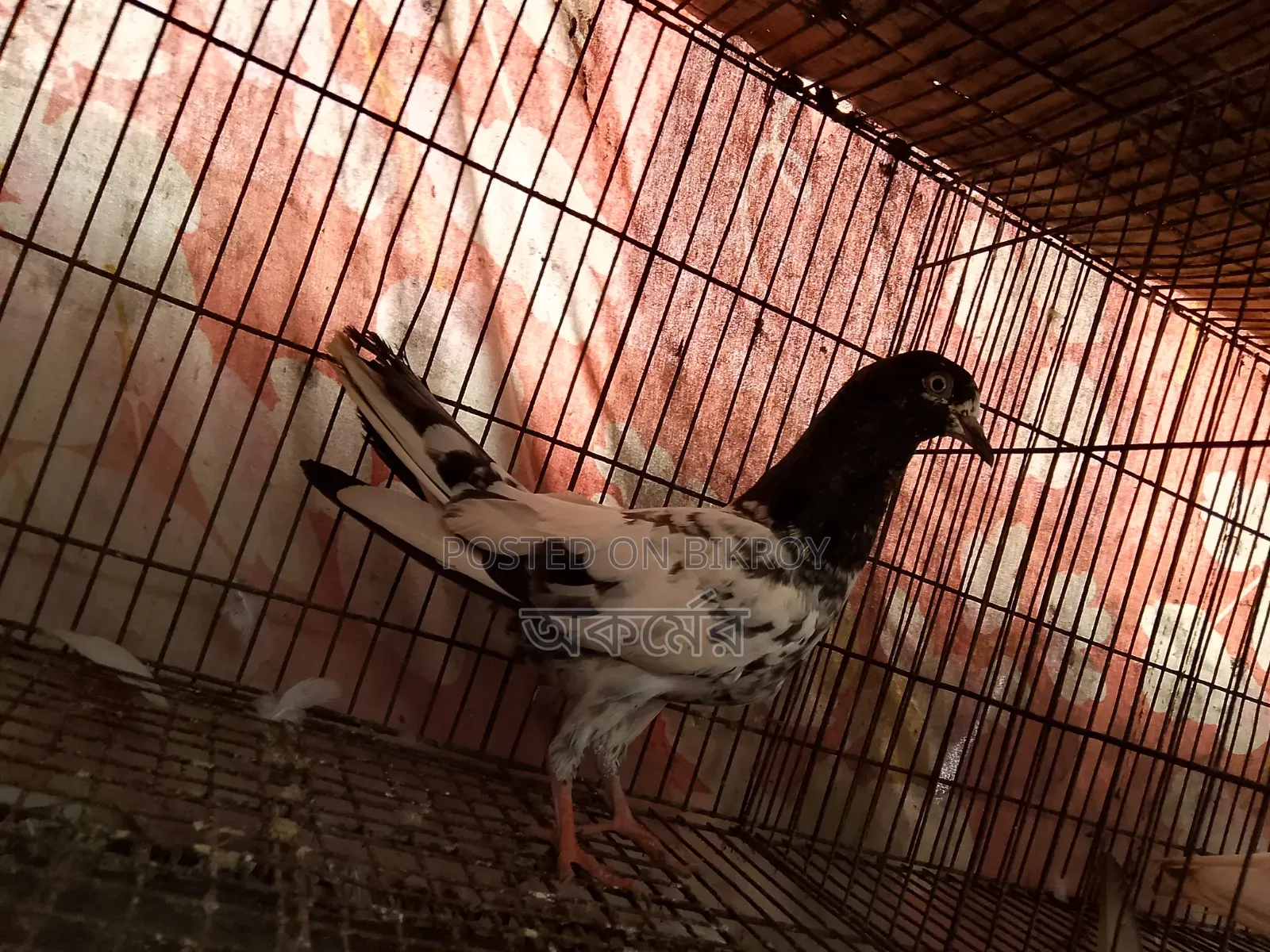 সাকি টেডি মাদি