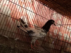 সাকি টেডি মাদি