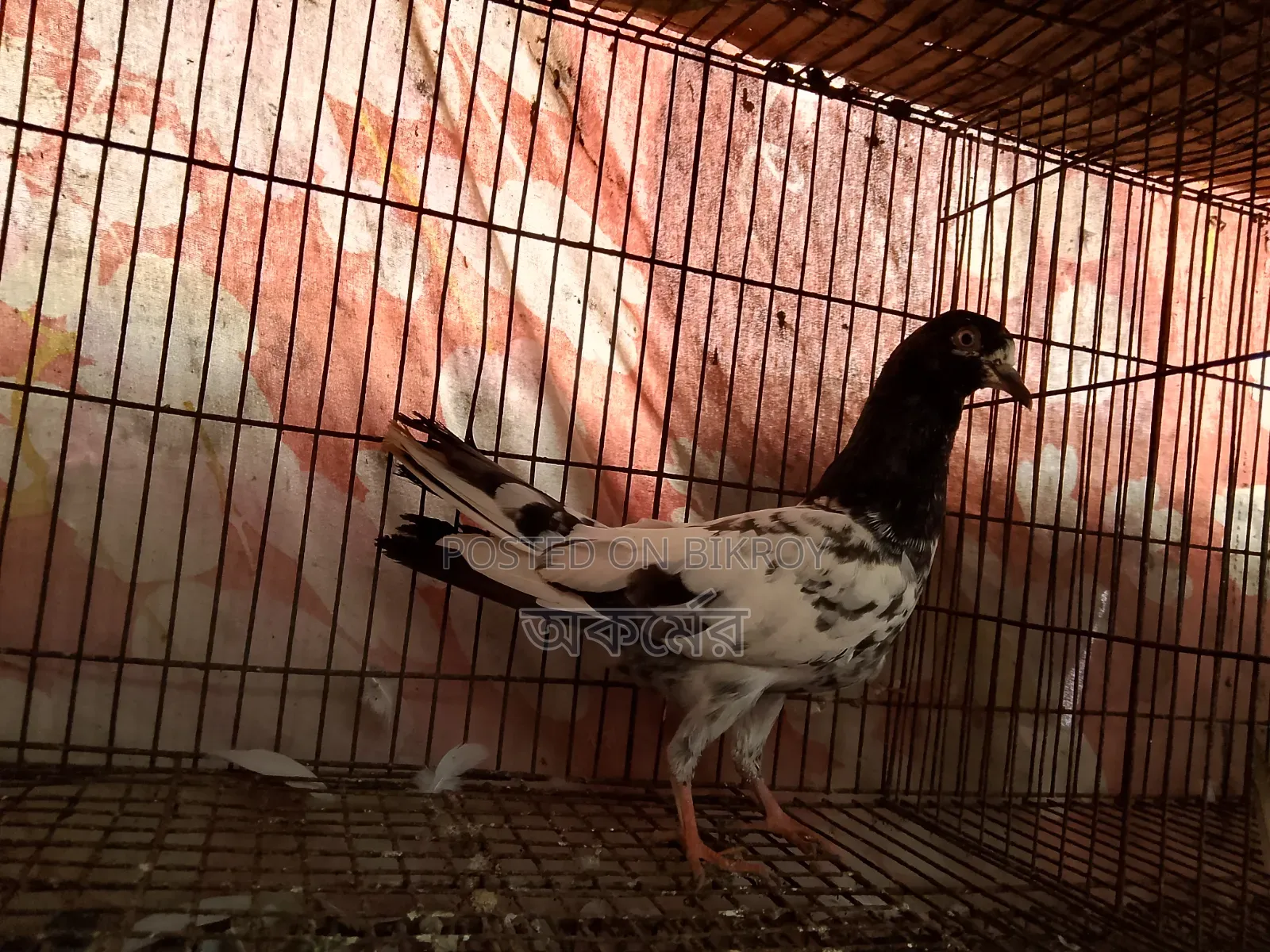 সাকি টেডি মাদি