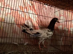সাকি টেডি মাদি