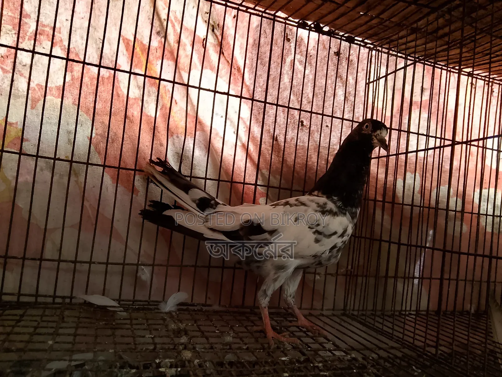 সাকি টেডি মাদি