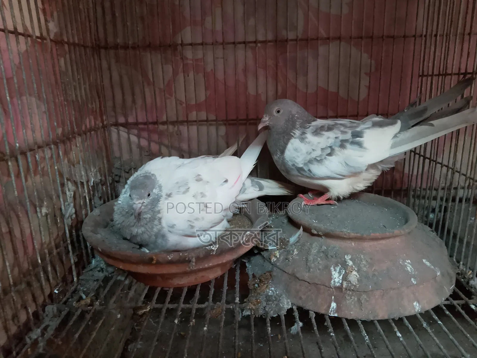 সাকি টেডি মাদি