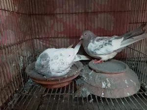 সাকি টেডি মাদি