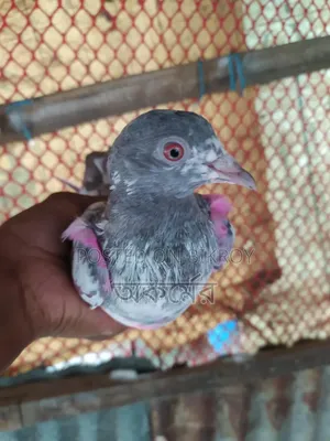 সাকি টেডি মাদি