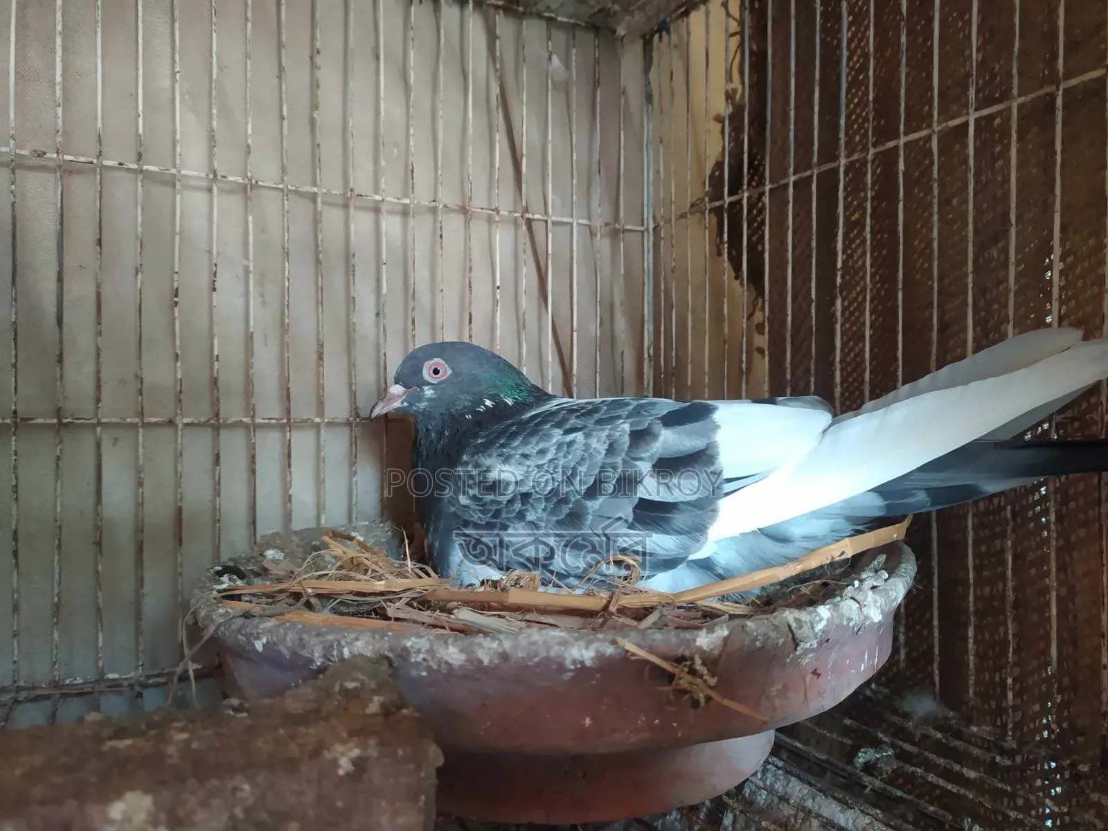 সাকি টেডি মাদি