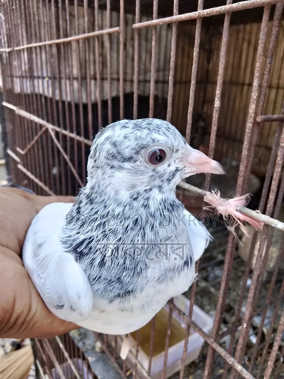 সাকি টেডি মাদি