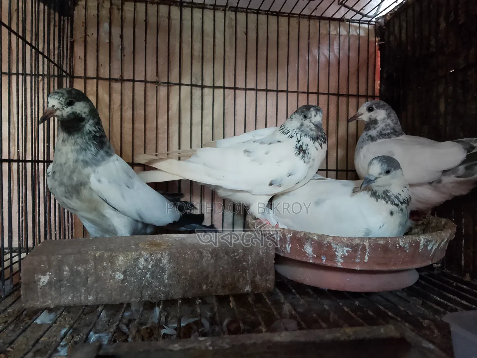 সাকি টেডি মাদি