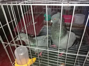 সেরা মানের সেরা কবুতর
