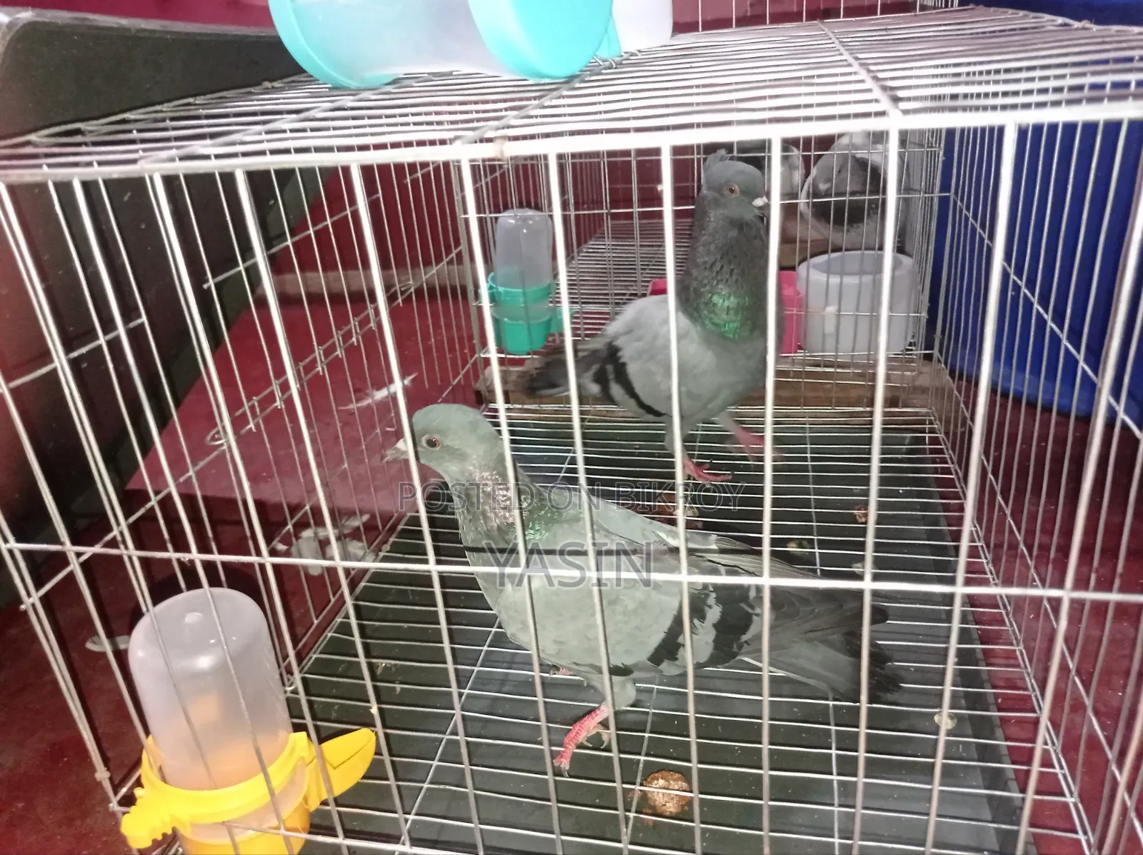 সেরা মানের সেরা কবুতর