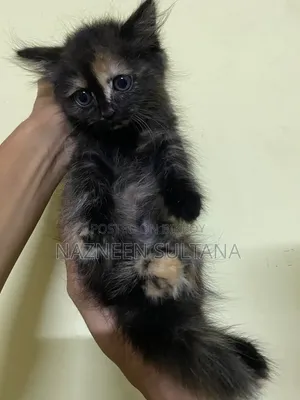 1-3 Months Female Purebred Persian