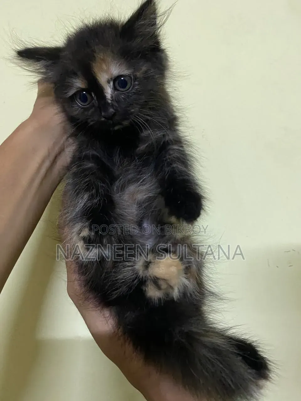 1-3 Months Female Purebred Persian