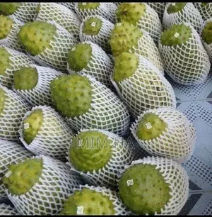 Corossol Leaf and Fruit: The Miracle Cure for Cancer