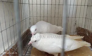 Kagoji Pigeon