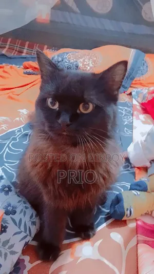 1+ Year Male Purebred Persian