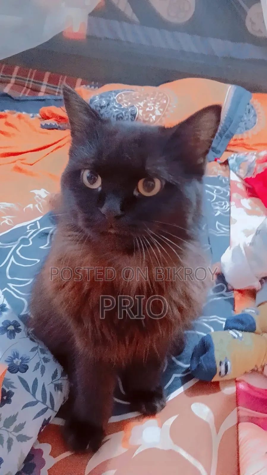 1+ Year Male Purebred Persian