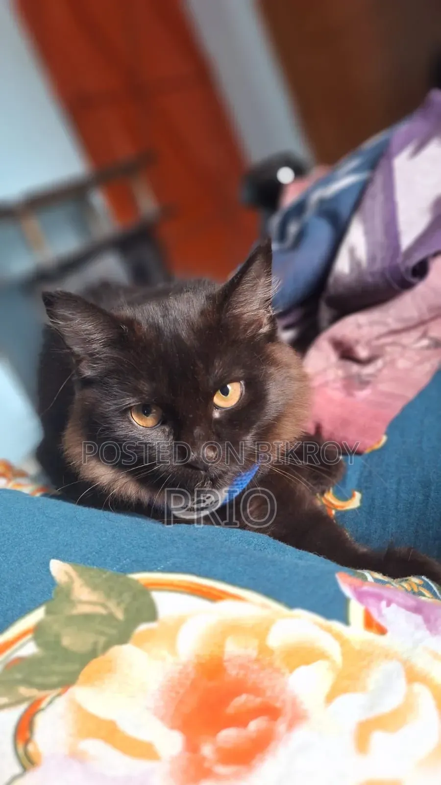 1+ Year Male Purebred Persian