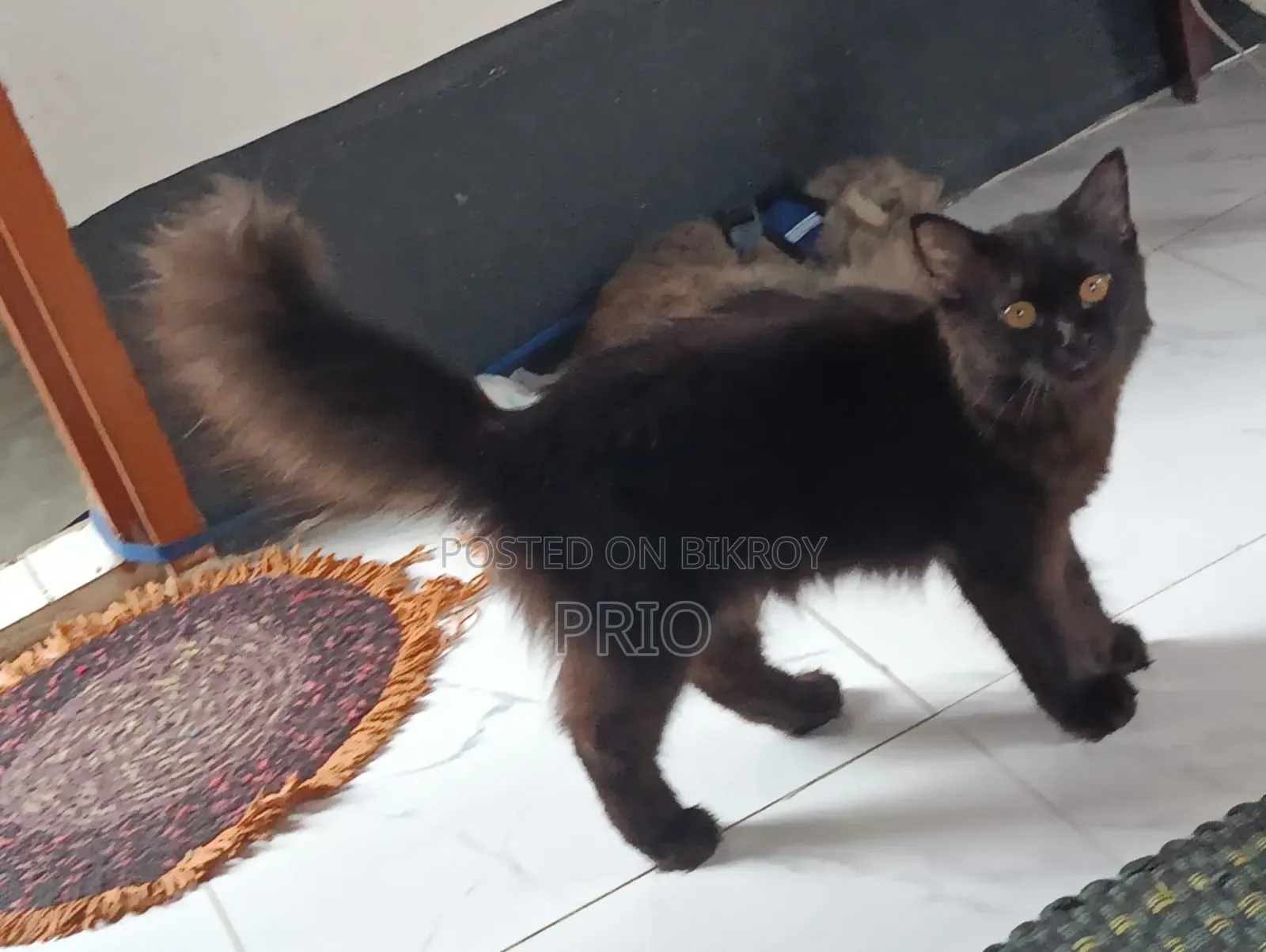 1+ Year Male Purebred Persian