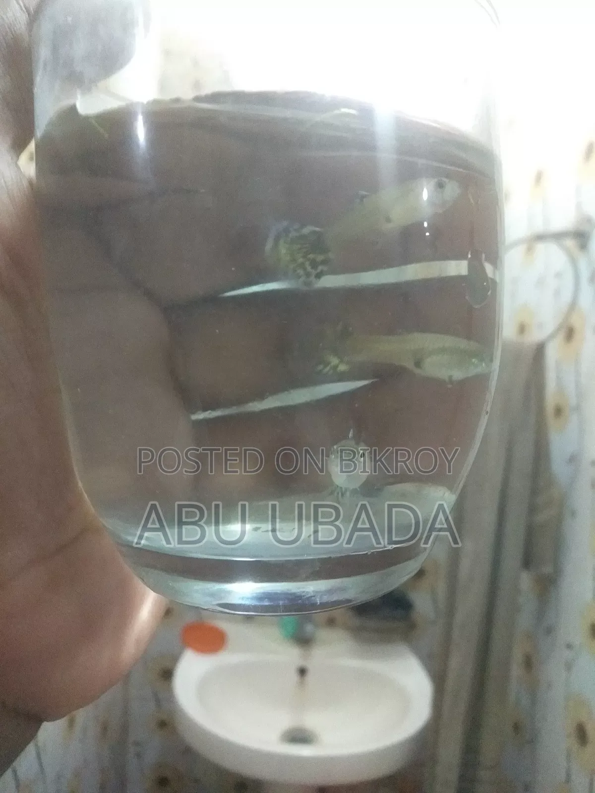 Fancy Mixed Guppy