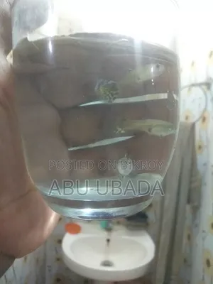 Fancy Mixed Guppy