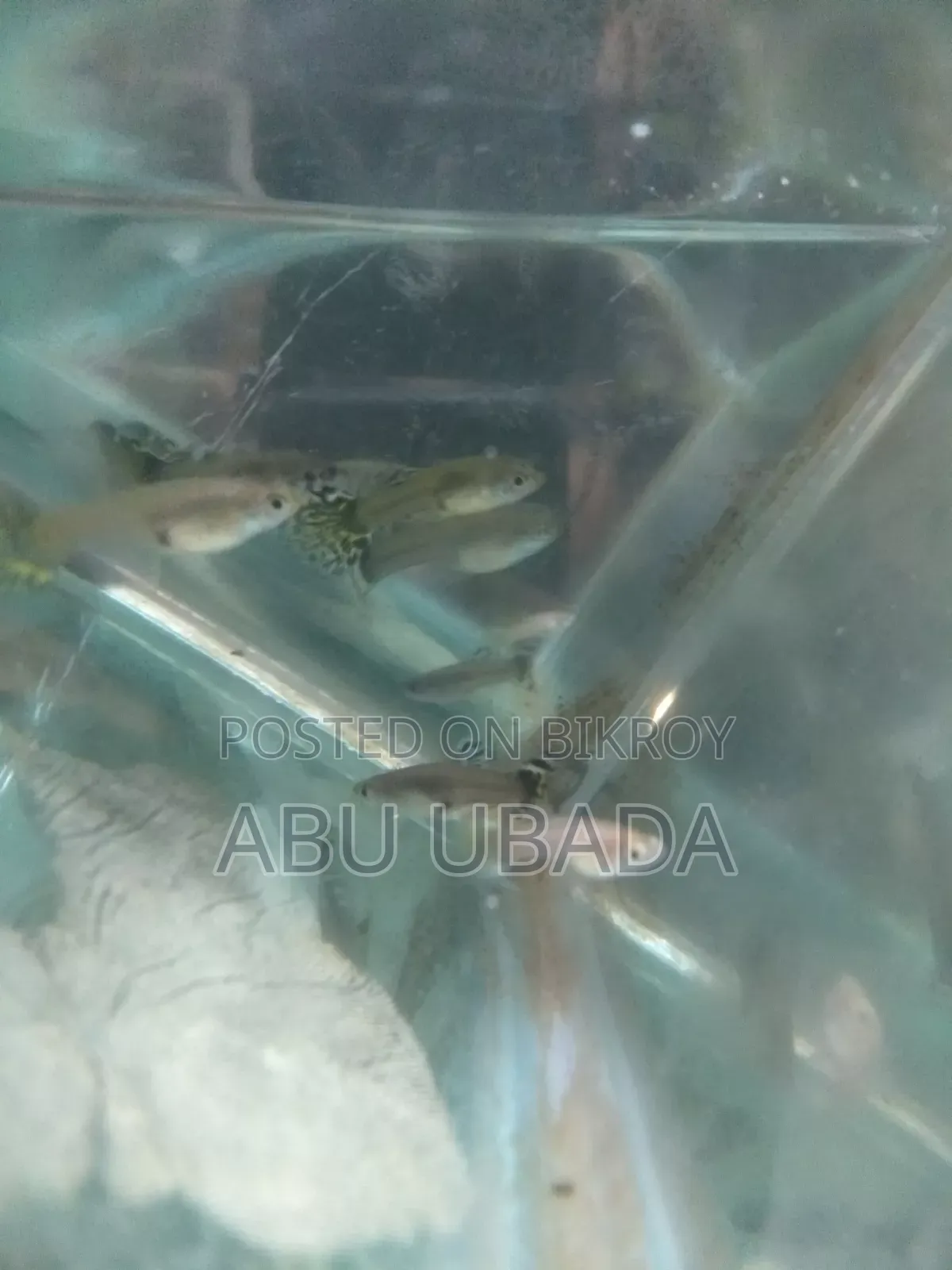 Fancy Mixed Guppy