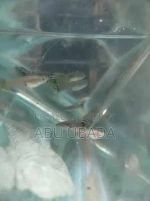 Fancy Mixed Guppy