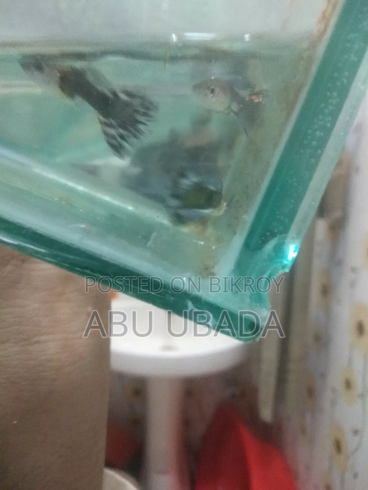 Fancy Mixed Guppy
