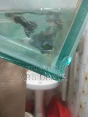 Fancy Mixed Guppy