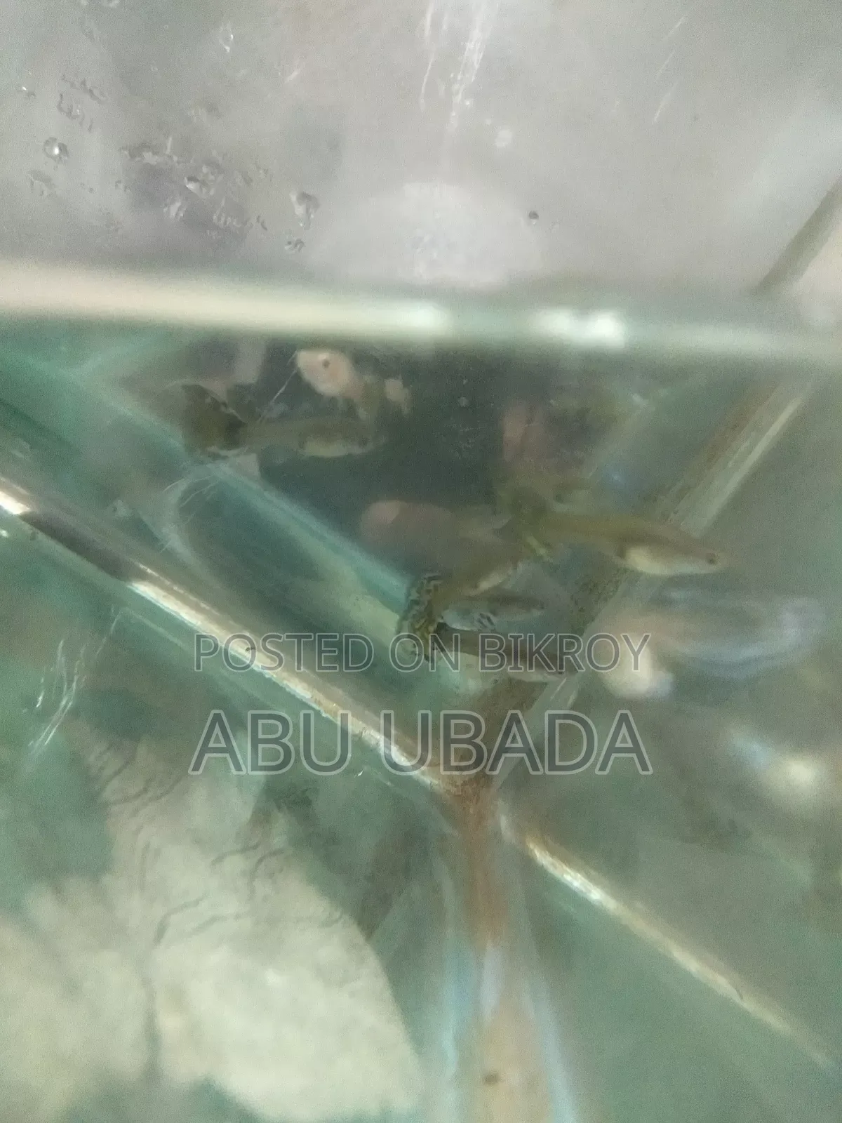 Fancy Mixed Guppy