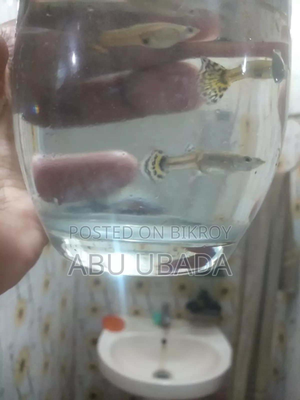 Fancy Mixed Guppy