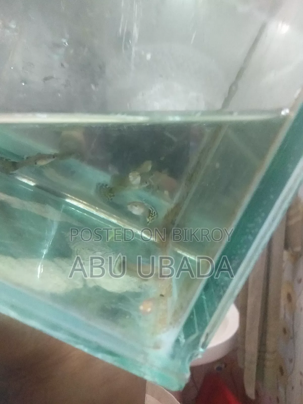 Fancy Mixed Guppy