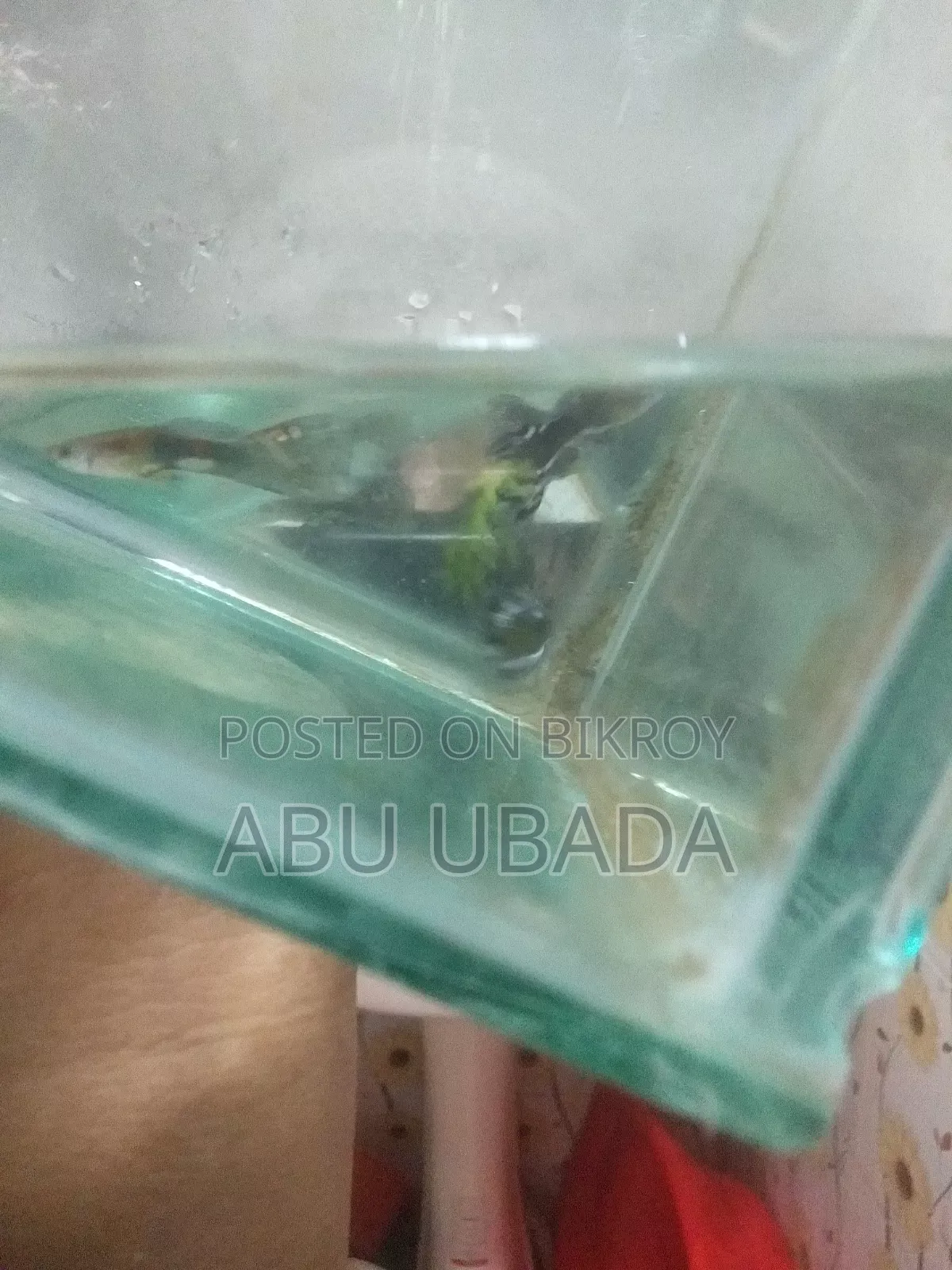 Fancy Mixed Guppy