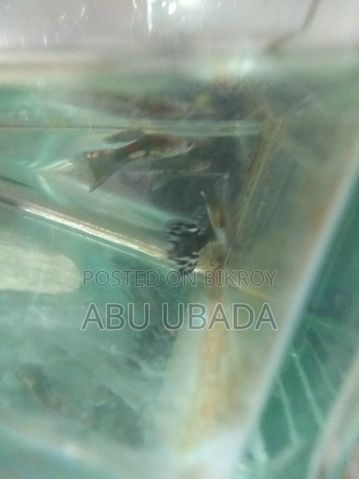 Fancy Mixed Guppy