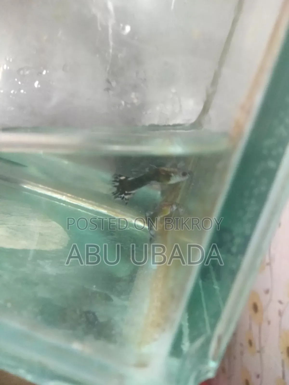 Fancy Mixed Guppy