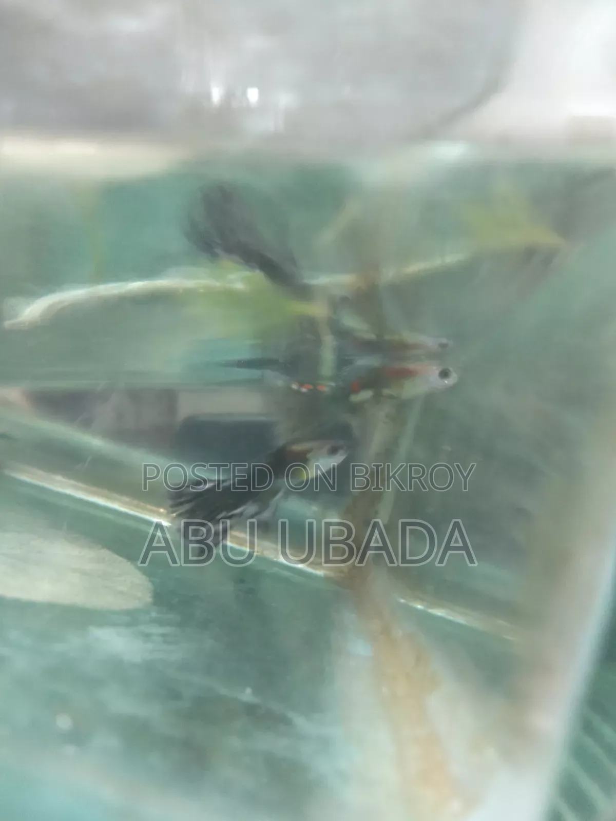 Fancy Mixed Guppy