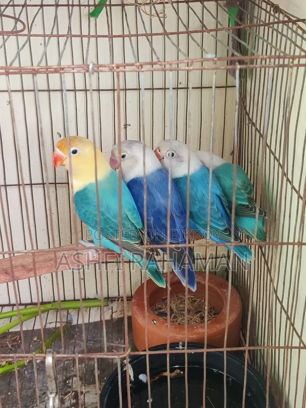 Lovebird Baby Pair for Sale